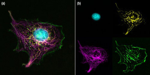 Chrolis Sample Image