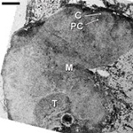 Figure 1b