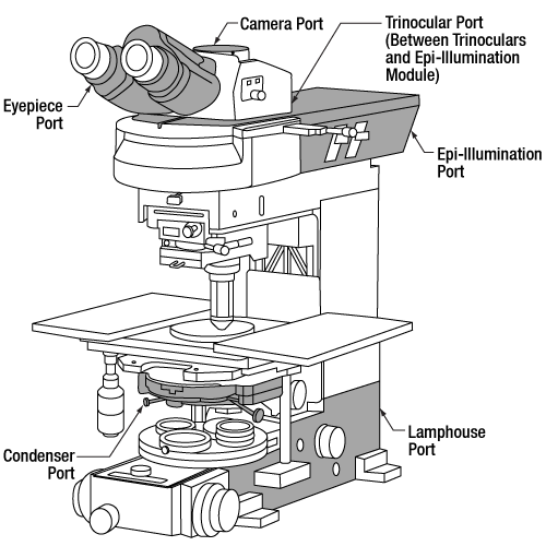 Upright Nikon Eclipse Ports